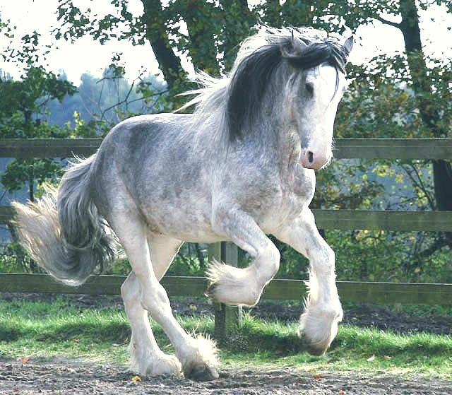 Clydesdale Horses